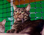 Кошки в Москве: Кот Ричард - крупный и дородный полоскин в добрые руки Мальчик, Бесплатно - фото 1
