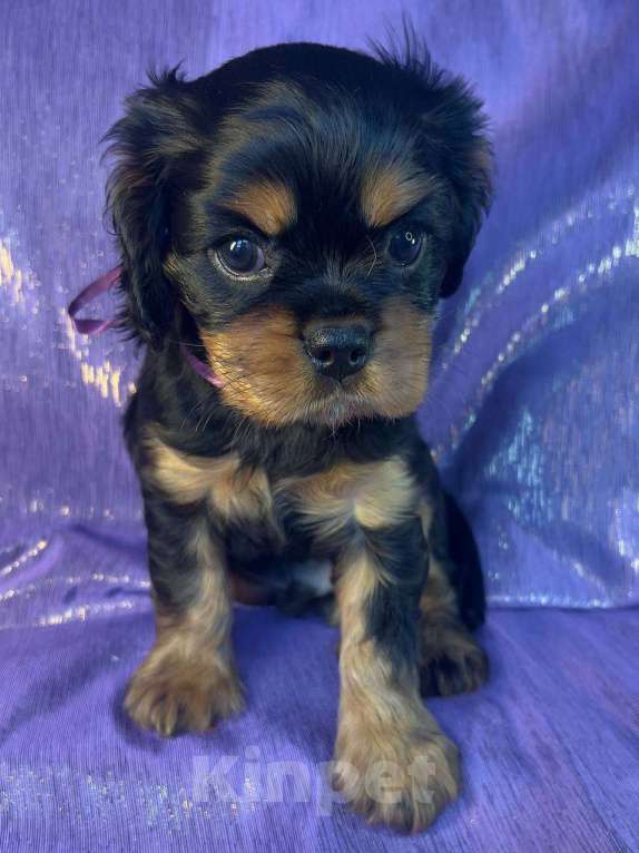 Собаки в Иваново: Шикарная девочка Девочка, Бесплатно - фото 6