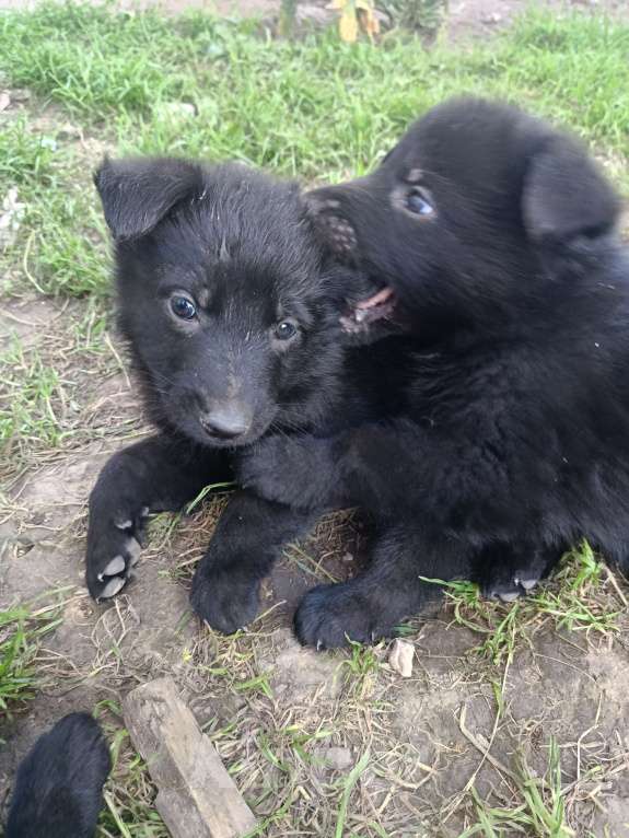 Собаки в Кольчугино: Щенки немецкой овчарки. Девочка, 15 000 руб. - фото 1