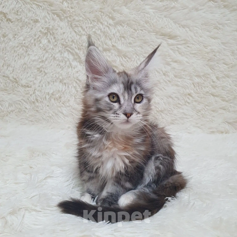 Кошки в Сочи: МЕЙН-КУН КОТЯТА Девочка, 60 000 руб. - фото 2