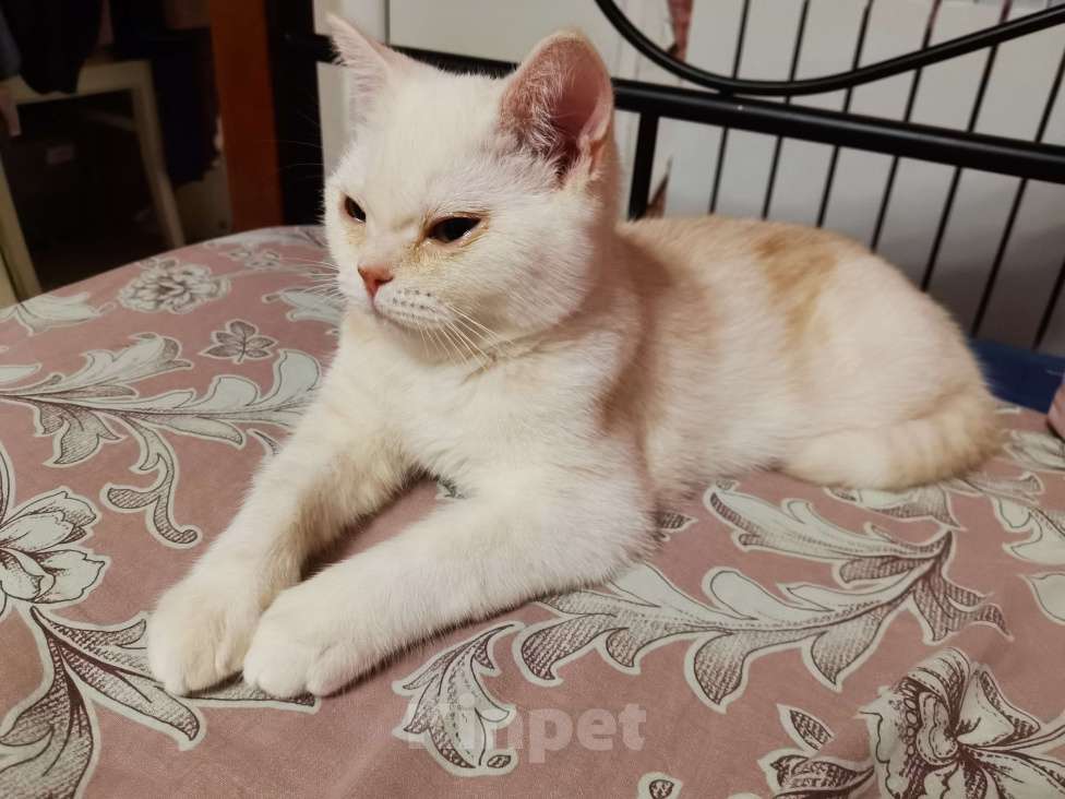 Кошки в Мытищах: Шотландцы котята  Мальчик, 10 000 руб. - фото 3