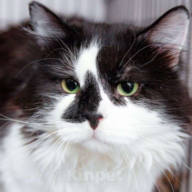 Кошки в Москве: Шикарный кот Толстопуз в дар Мальчик, Бесплатно - фото 2