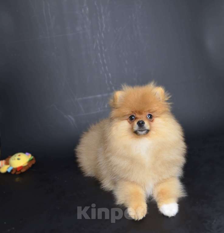 Собаки в Костроме: Щенки немецкого шпица Девочка, 23 000 руб. - фото 7