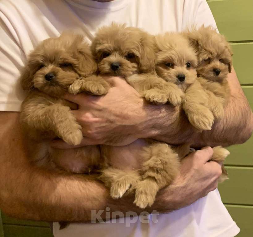 Собаки в Санкт-Петербурге: Мальтипу мальчик Мальчик, 130 000 руб. - фото 3