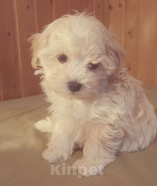 Собаки в Подольске: Мальтипу f1 девочка Девочка, 70 000 руб. - фото 1