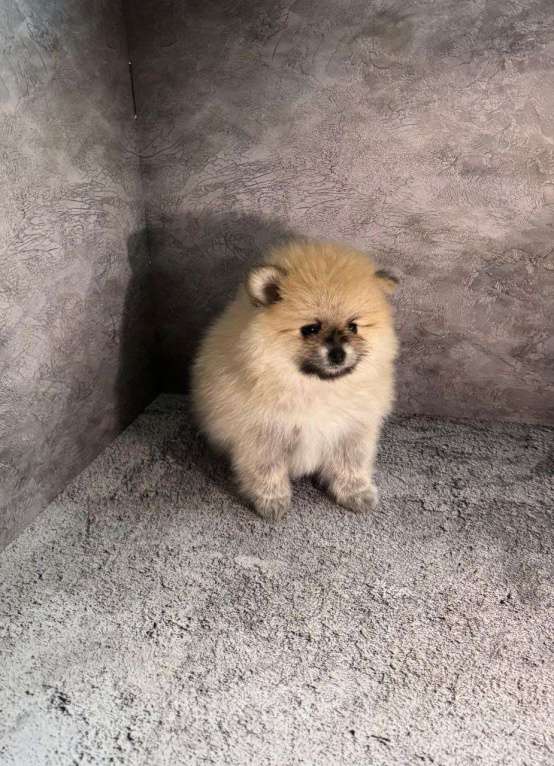 Собаки в Костроме: померанский шпиц девочка Девочка, 45 000 руб. - фото 2