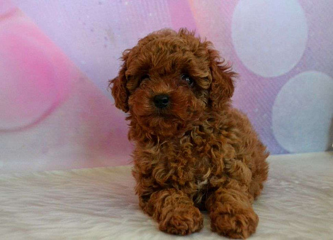 Малыши той пуделя