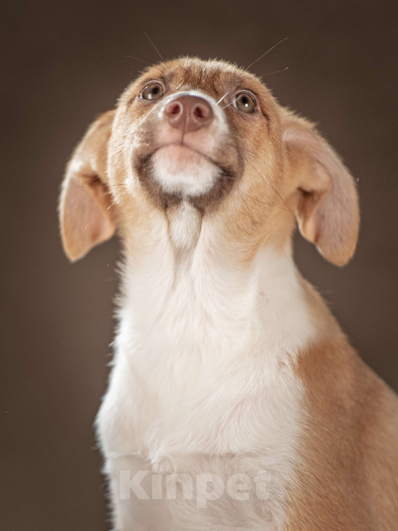 Собаки в Клине: Марсель — уравновешенный джентльмен, который хочет стать вашим достойным компаньоном Мальчик, Бесплатно - фото 9