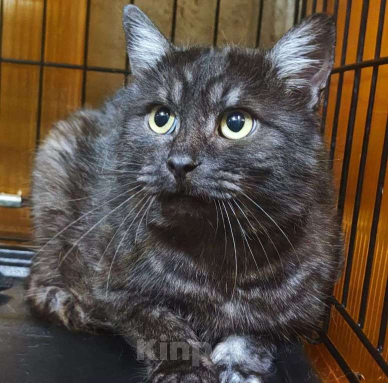 Кошки в Москве: Черный котик Вилли в поисках семьи! Мальчик, Бесплатно - фото 3