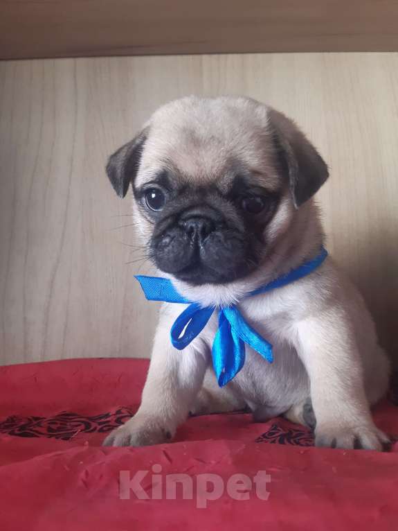 Собаки в Новосибирске: Мопсята ребята с документами РКФ Мальчик, 45 000 руб. - фото 3