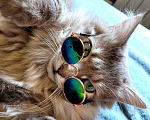 Кошки в Москве: Пушистый нежный и ласковый кот Пух ищет дом Мальчик, 1 руб. - фото 5