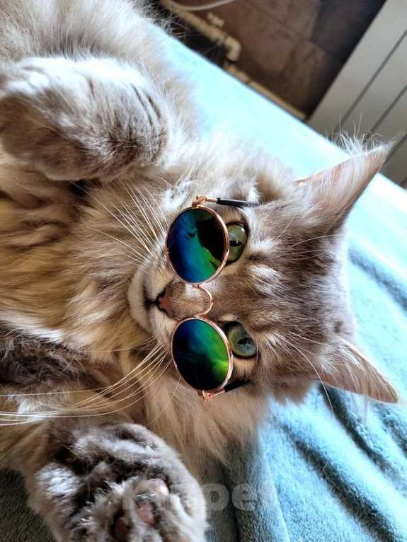 Кошки в Москве: Пушистый нежный и ласковый кот Пух ищет дом Мальчик, 1 руб. - фото 5