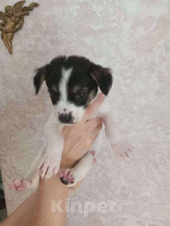 Собаки в Астрахани: 3 девочки ищут любящие семьи Девочка, Бесплатно - фото 1