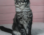 Кошки в Волхове: Котенок породы мейн-кун. Мальчик. Мальчик, 15 000 руб. - фото 1