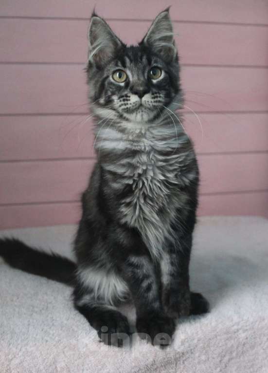 Кошки в Волхове: Котенок породы мейн-кун. Мальчик. Мальчик, 15 000 руб. - фото 1