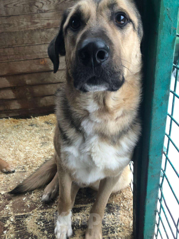 Собаки в Москве: Сэм Мальчик, Бесплатно - фото 4