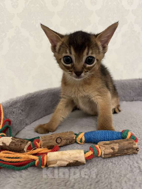 Кошки в Москве: Марсель Мальчик, 50 000 руб. - фото 4