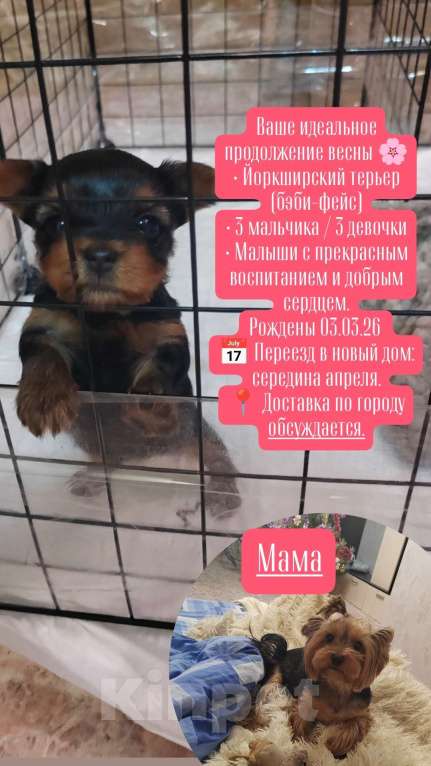 Собаки в Пензе: Йоркширский терьер щеночки Разнополые, 20 000 руб. - фото 1