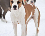 Собаки в Туле:  Амстафф щенки РКФ, 60 000 руб. - фото 10