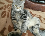 Кошки в Казани: Шотландский кот, 1 000 руб. - фото 8