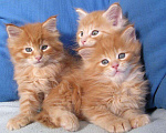 Кошки в Ливны: Сибирские рыжие котята, 9 999 руб. - фото 1