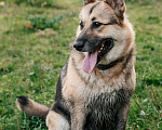 Собаки в Москве: Дружище Тобик! Отличный пес ищет дом Мальчик, Бесплатно - фото 2