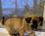 Собаки в Москве: Веселая девочка-щенок Бетти ищет дом Девочка, Бесплатно - фото 1