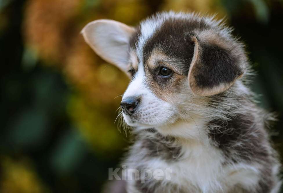 Собаки в Новосибирске: Вельш Корги Пемброк Джек Воробей Мальчик, 65 000 руб. - фото 6