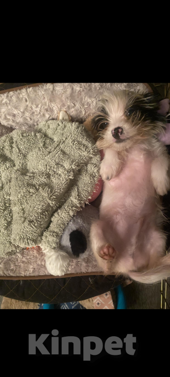 Собаки в Москве: Йорк Бивер мальчик Мальчик, 30 000 руб. - фото 3