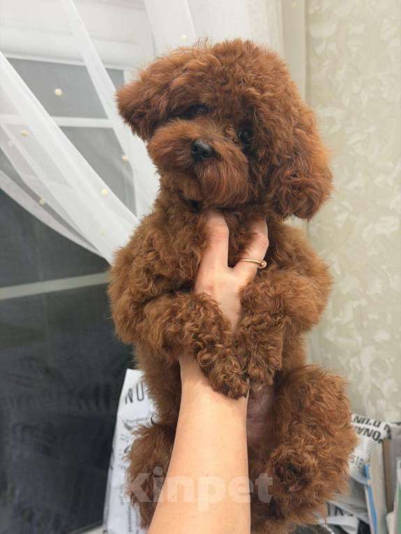 Собаки в Ейске: Тело пудель Мальчик, Бесплатно - фото 4