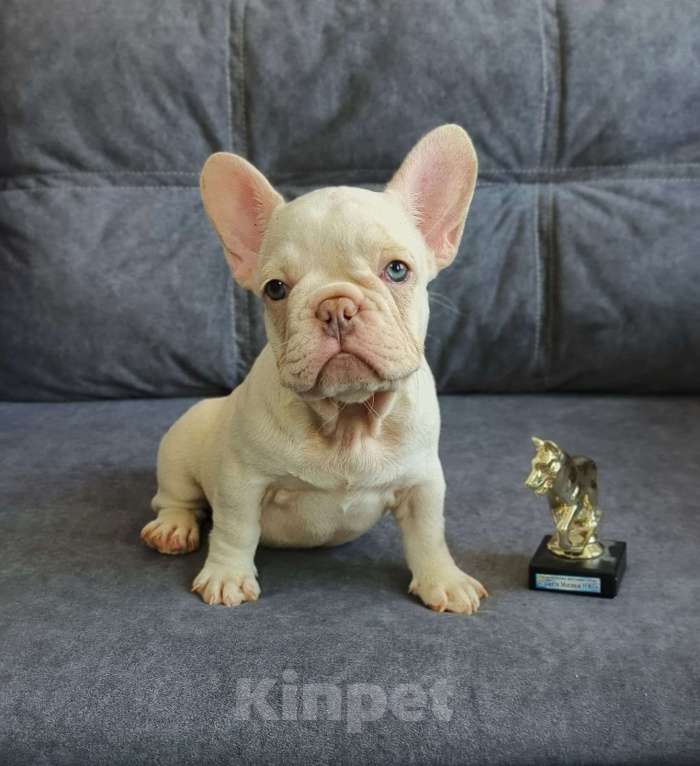 Собаки в Шахте: Нежность в лиловом под кремом | Уникальный окрас «платина» Девочка, 65 000 руб. - фото 4