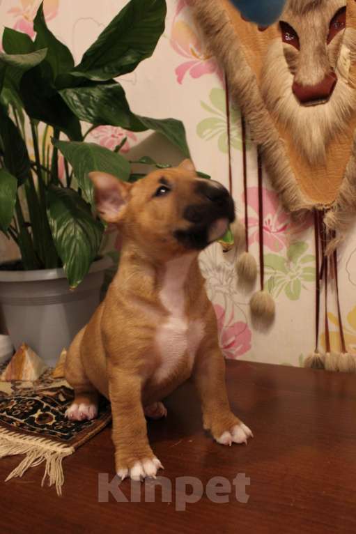 Собаки в Санкт-Петербурге: Миниатюрный бультерьер Разнополые, 80 000 руб. - фото 2