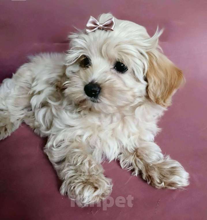 Собаки в Москве: Мальтипу f1девочка нежная карамель Девочка, 70 008 руб. - фото 4