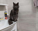 Кошки в Подольске:  Кот Кузя Мальчик, 5 000 руб. - фото 1