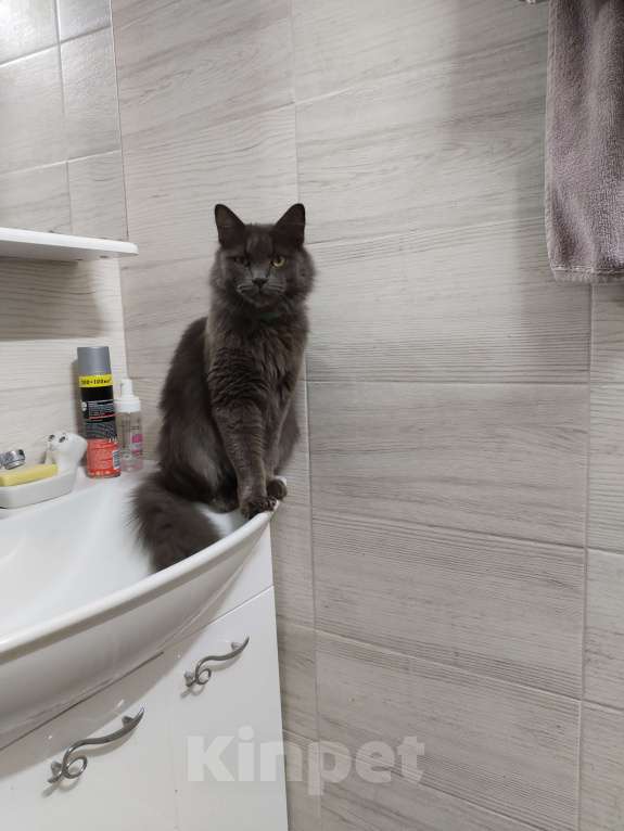 Кошки в Подольске:  Кот Кузя Мальчик, 5 000 руб. - фото 1