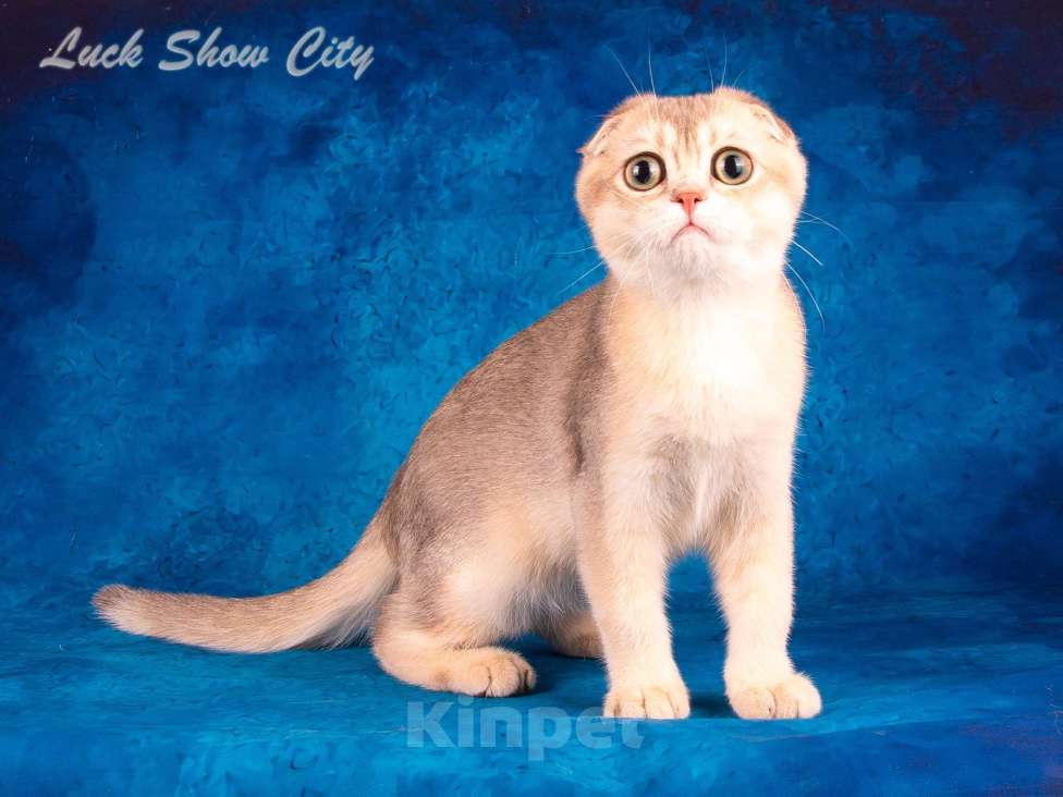 Кошки в Санкт-Петербурге: Скоттиш-фолд котик голубое золото Мальчик, 50 000 руб. - фото 1