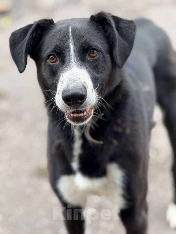 Собаки в Москве: Поляк  Мальчик, Бесплатно - фото 3