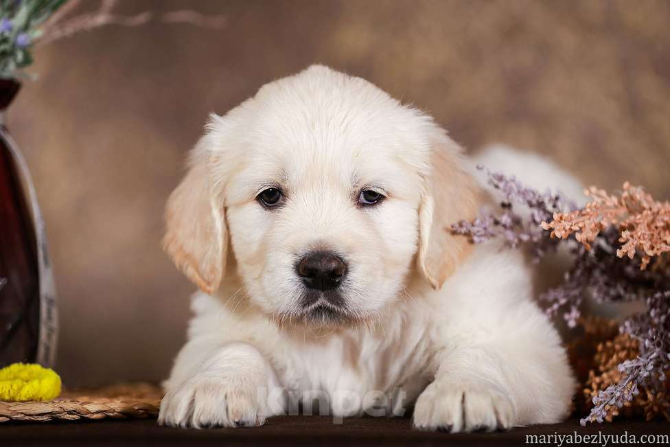 Собаки в Москве: Золотистого ретривера щенок Мальчик, 90 000 руб. - фото 1