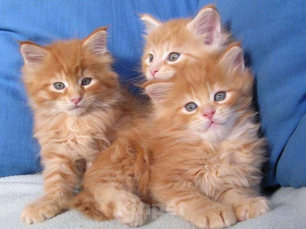 Кошки в Ливны: Сибирские рыжие котята, 9 999 руб. - фото 1