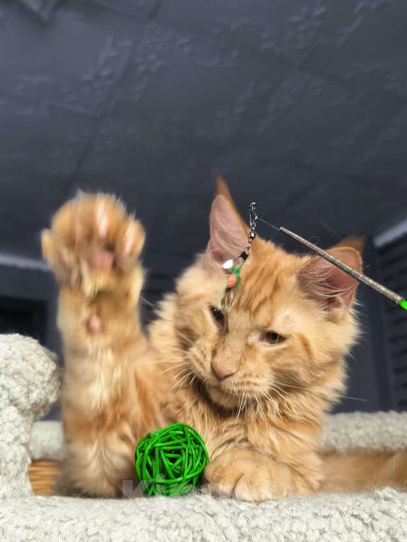 Кошки в Кемерово: Кот Jam Мальчик, 45 000 руб. - фото 2