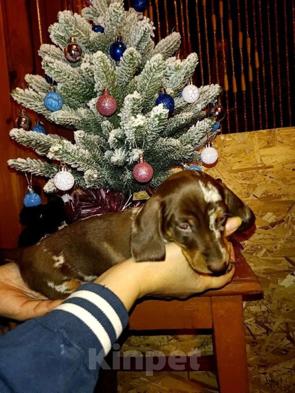 Собаки в других городах Московской области: Мраморный мальчик Мальчик, 90 000 руб. - фото 2