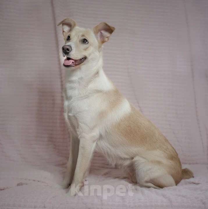 Собаки в Москве: Очаровательная собачка в добрые руки Девочка, Бесплатно - фото 3