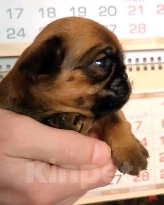 Собаки в Москве: пти брабансон мальчики рыженькие Мальчик, 45 000 руб. - фото 1