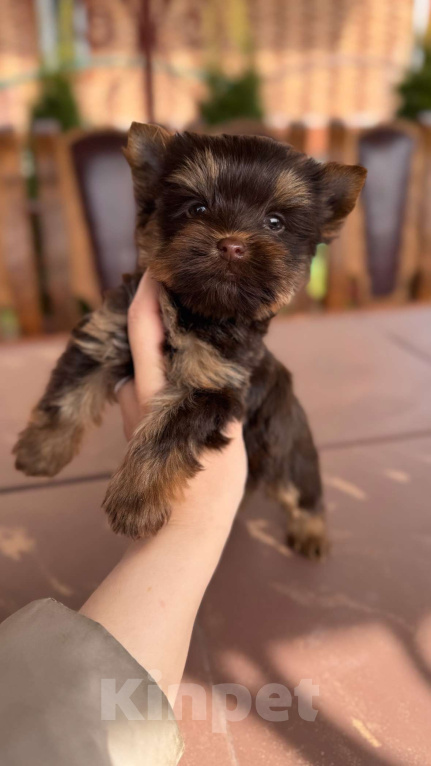 Собаки в Москве: Мальчик Шоколадный Йорк Мальчик, 50 000 руб. - фото 1