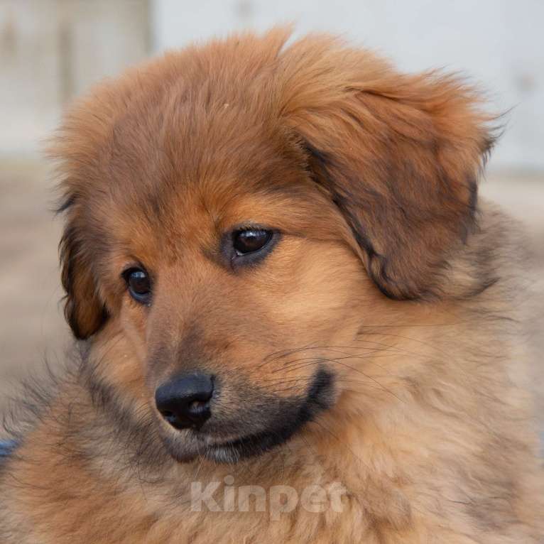 Собаки в Москве: Щенки Монгольского банхара Девочка, Бесплатно - фото 2