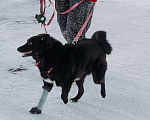 Собаки в Москве: Клюкве срочно нужен дом 🐾 Девочка, Бесплатно - фото 3