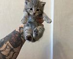 Кошки в Волгограде: Отдаю котят в добрые руки Девочка, Бесплатно - фото 5
