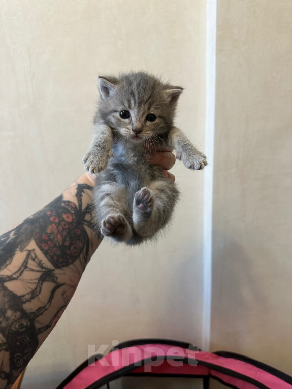 Кошки в Волгограде: Отдаю котят в добрые руки Девочка, Бесплатно - фото 5