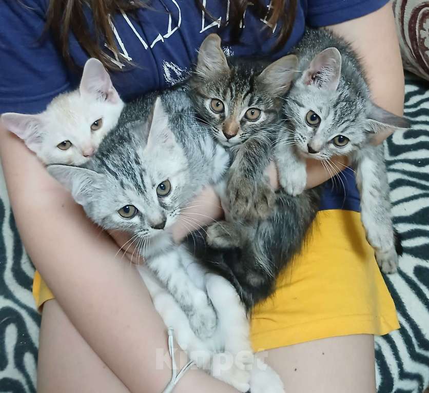 Кошки в Москве: В добрые руки  Девочка, Бесплатно - фото 1