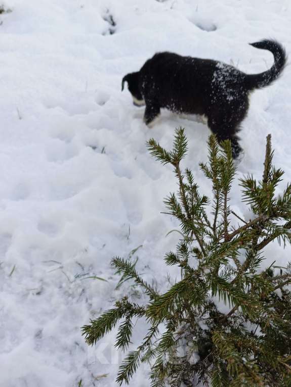 Собаки в других городах Ленинградской области: Пушистый красотун Мальчик, Бесплатно - фото 4